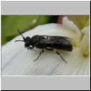 Hylaeus nigritus - Maskenbiene m01c fdet10.jpg
